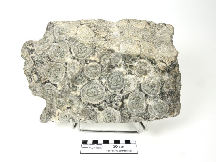 Diorite orbiculaire Corsite Corse Sainte-Lucie-de-Tallano